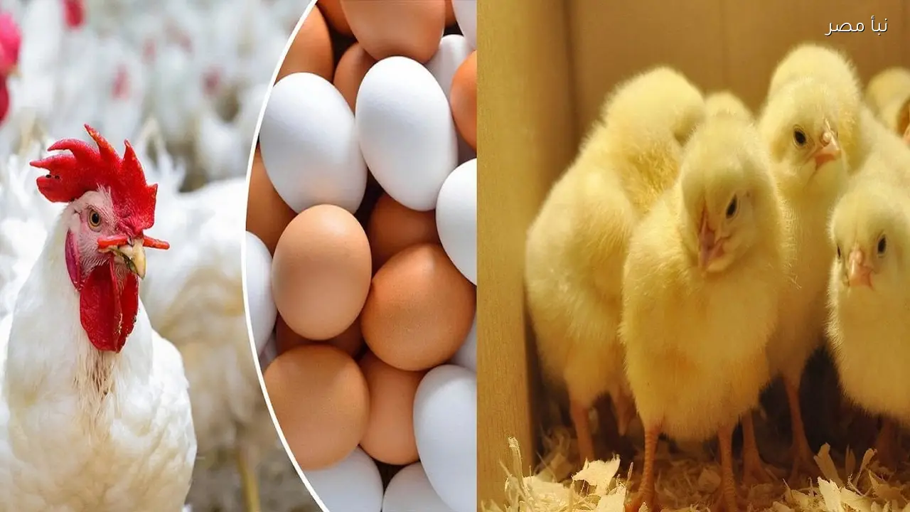 أسعار الكتاكيت وكرتونة البيض في الأسواق المصرية اليوم الأحد 22 فبراير 2026