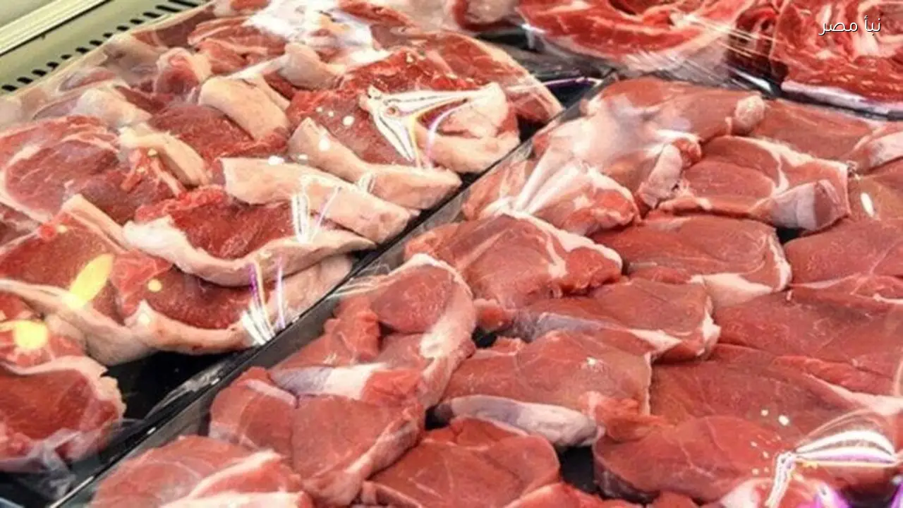 أسعار الكندوز والبتلو اليوم في المنافذ والأسواق السبت 21 فبراير 2026