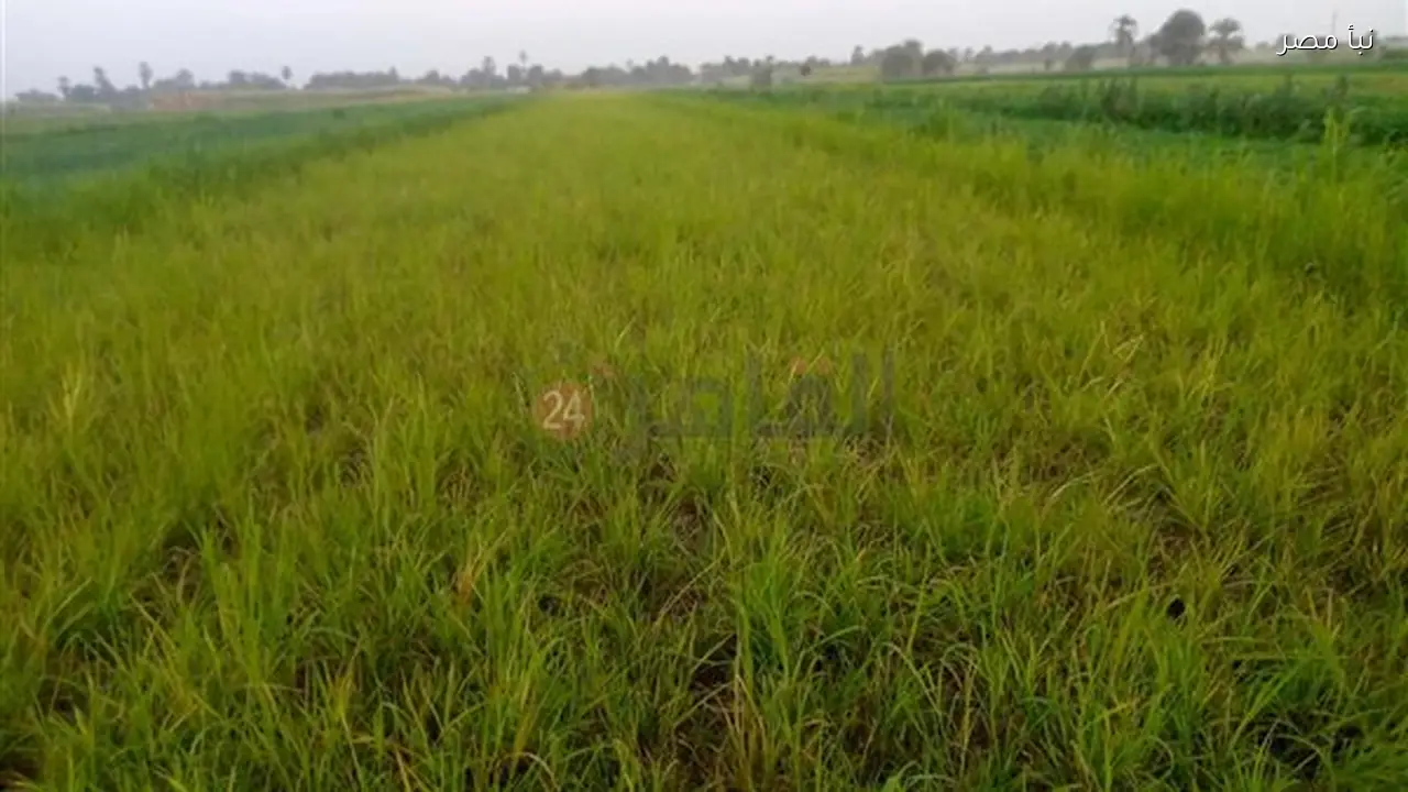 أهالي قرية المساوية شرق بالأقصر يطالبون بحل سريع لتدهور أوضاعهم الزراعية نتيجة انسداد مصدر مياه الري الرئيسي