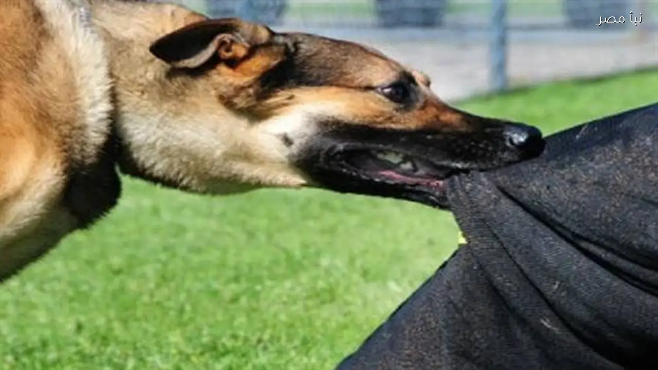 إصابة ثلاثة أشخاص جراء عقر كلب في محافظة الشرقية