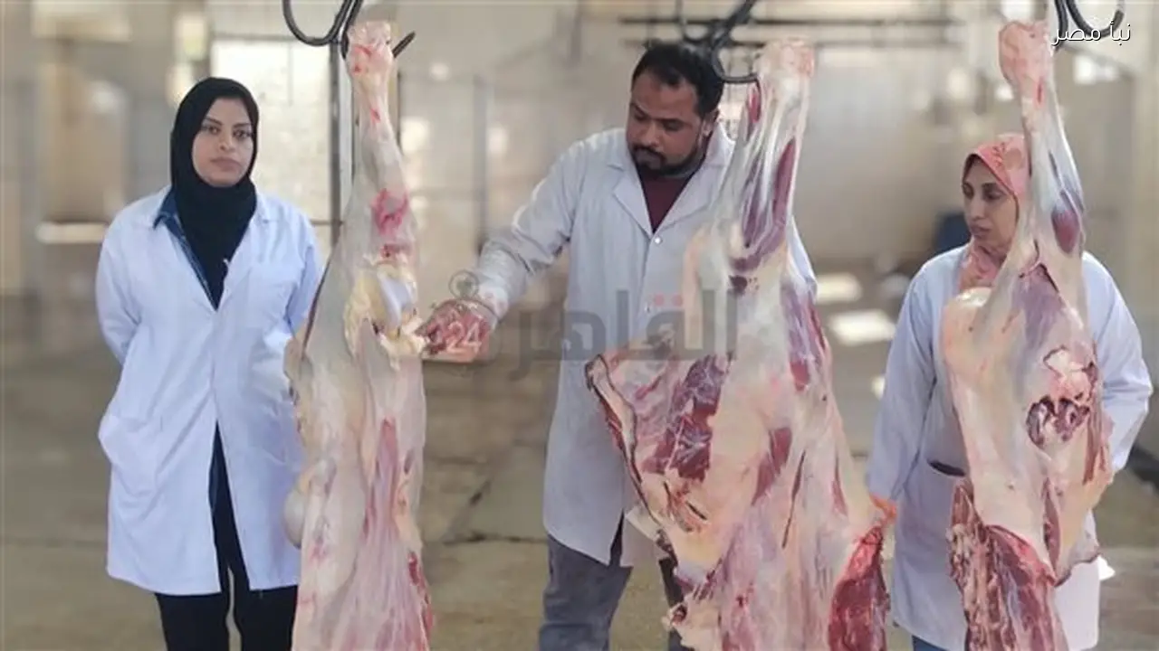 إعدام لحوم عجل يزن 600 كيلو في مجزر الحبيل بالأقصر بسبب إصابته باليرقان وتعويض فوري للمالك