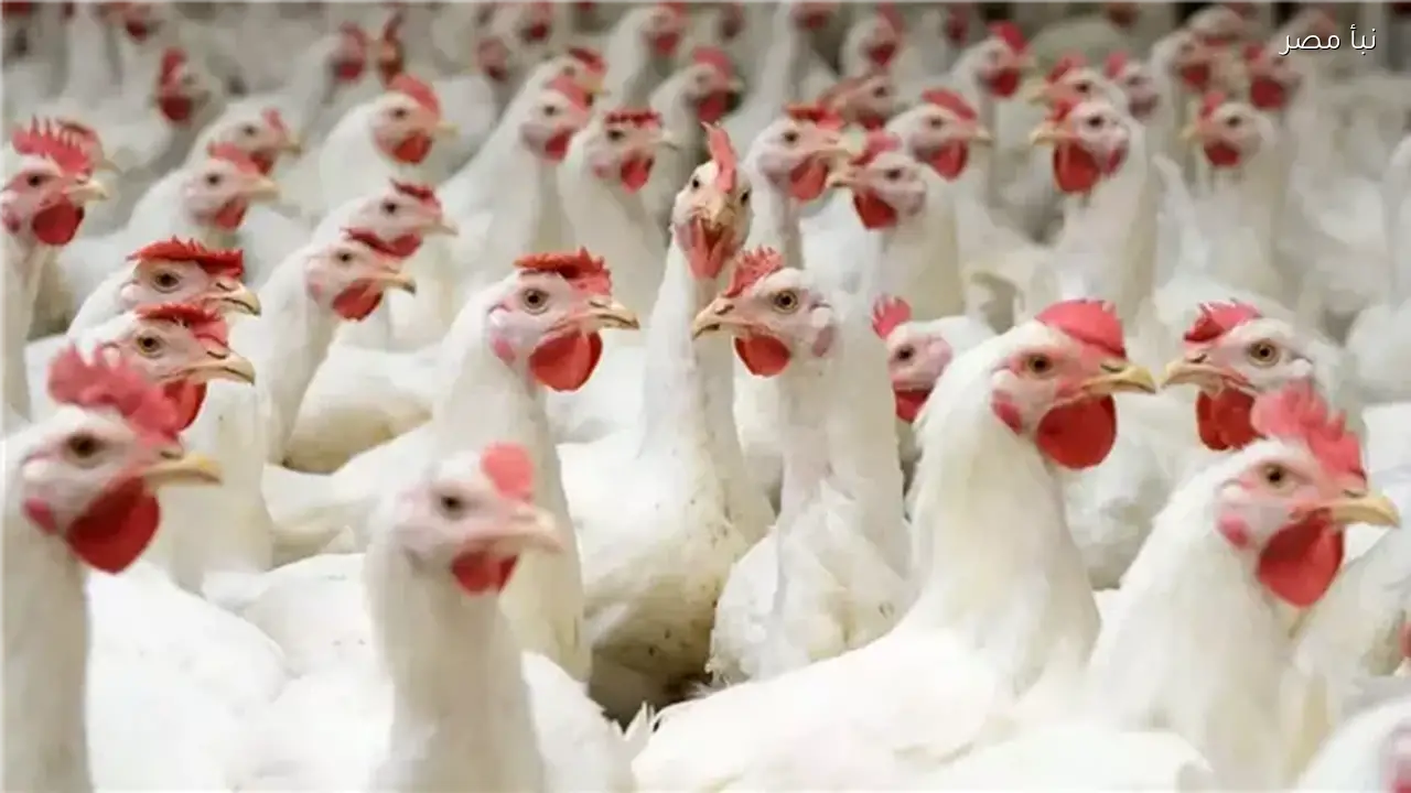 اتحاد الدواجن يعلن ارتفاع سعر كيلو البانيه إلى 190 جنيها بسبب زيادة الطلب من المواطنين لتخزين السلع قبل رمضان
