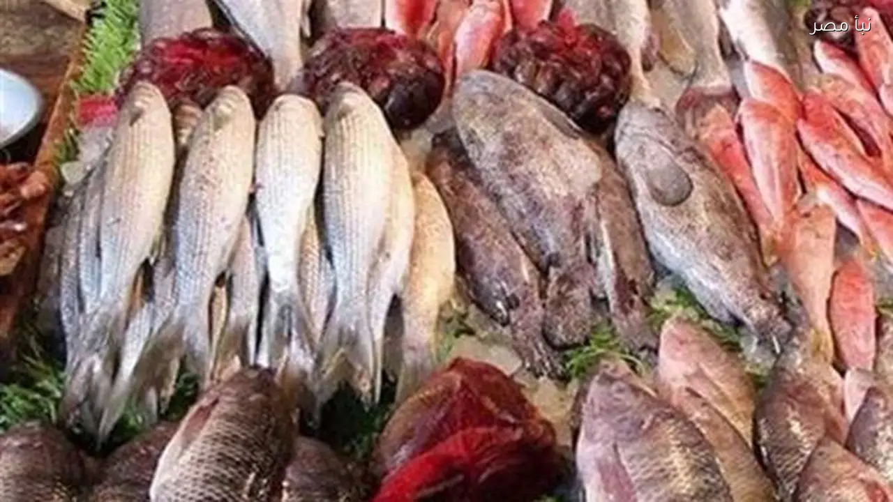 ارتفاع أسعار الأسماك والمأكولات البحرية في الإسكندرية والبلطى يصل إلى 85 جنيها
