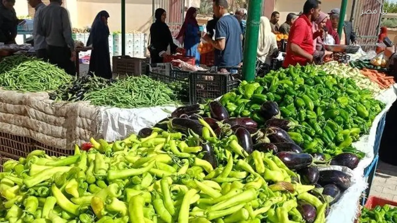 استقرار أسعار الخضراوات في أسواق المنيا والطماطم بسعر 12 جنيها