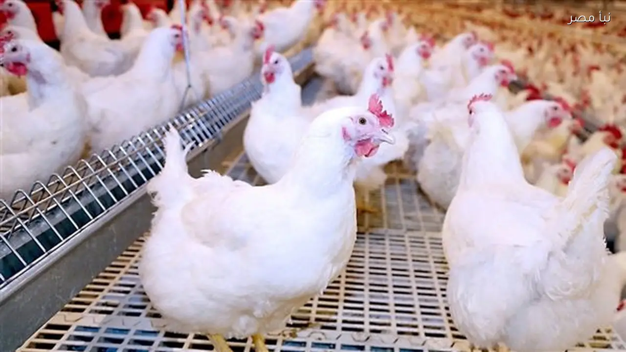 استقرار أسعار الدواجن البيضاء والبلدي في محافظة المنيا اليوم الخميس