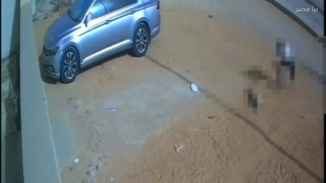 الأمن يحقق في فيديو يظهر اعتداء شاب على مجموعة من الكلاب في 6 أكتوبر