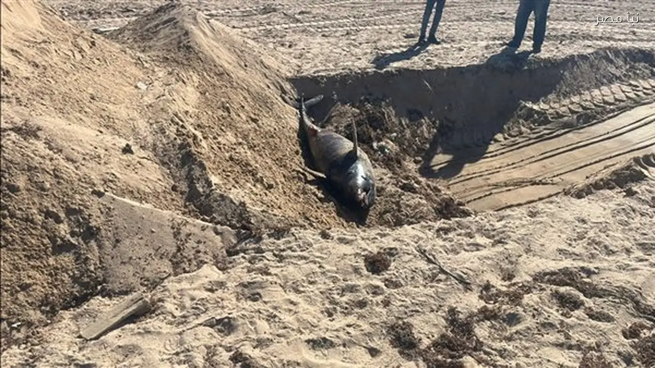 البيئة تقرر دفن الدلفين النافق في رأس غارب وفق الاشتراطات البيئية المعمول بها