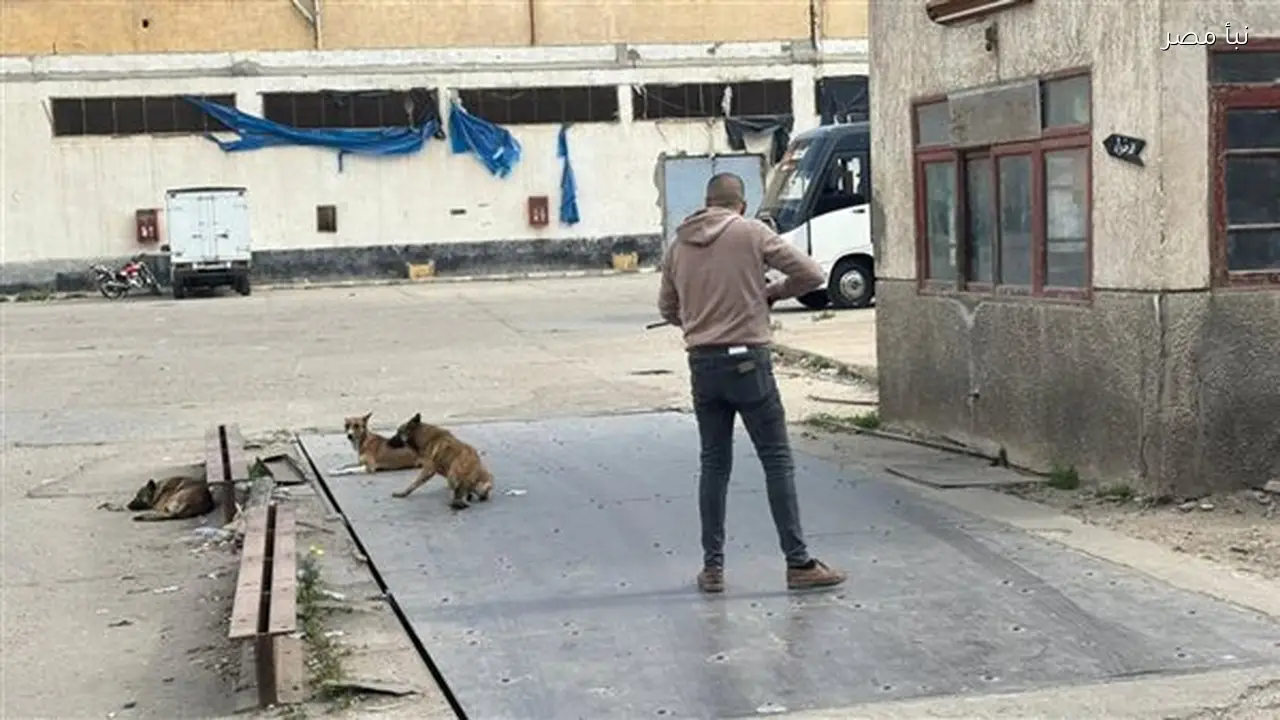 الزراعة تحصن أكثر من ثمانية آلاف كلب حر في إطار مكافحة السعار منذ بداية العام