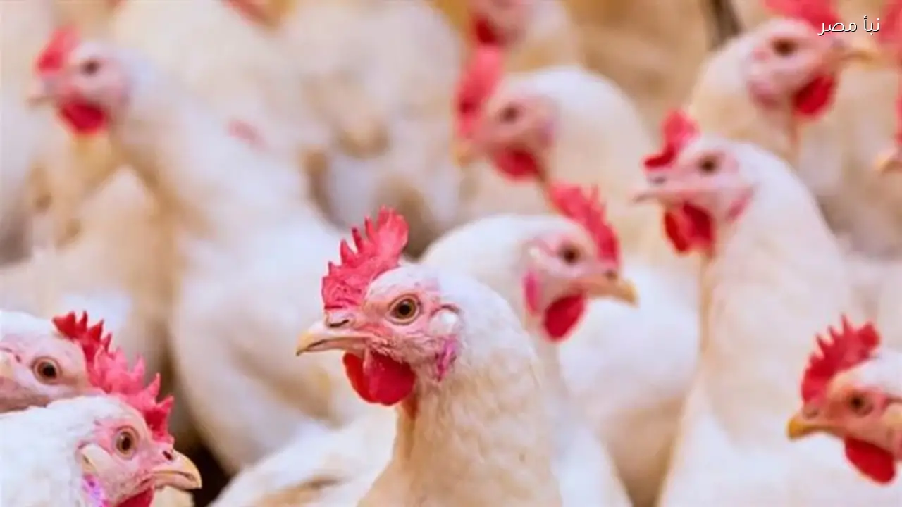 الزراعة ترد على مزاعم استيراد أجزاء دواجن غير مذبوحة وفق الشريعة الإسلامية