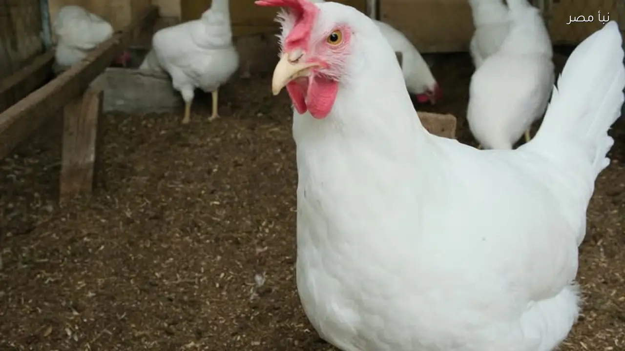 السعودية تفرض حظرا على استيراد الدواجن والبيض من 40 دولة