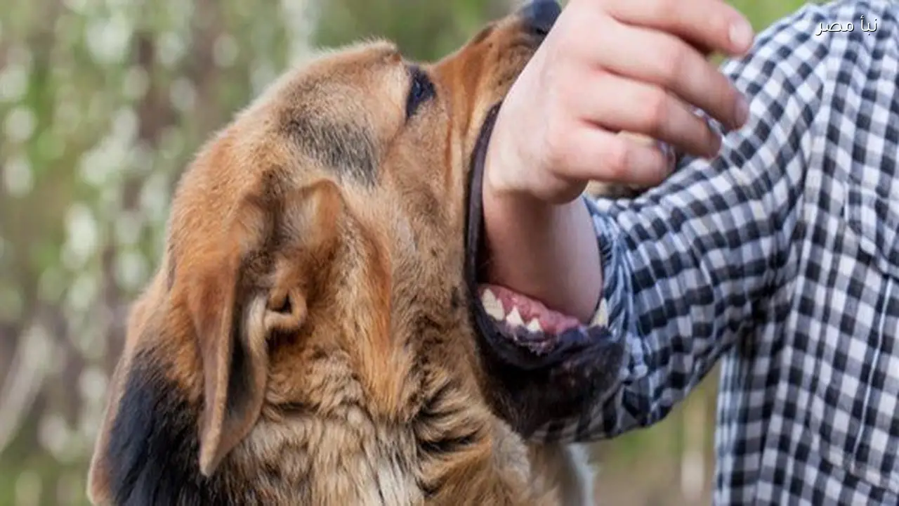 الصحة تسجل تضاعف حالات عقر الكلاب والقطط أربع مرات في عام 2025 ليصل العدد إلى 1.2 مليون إصابة