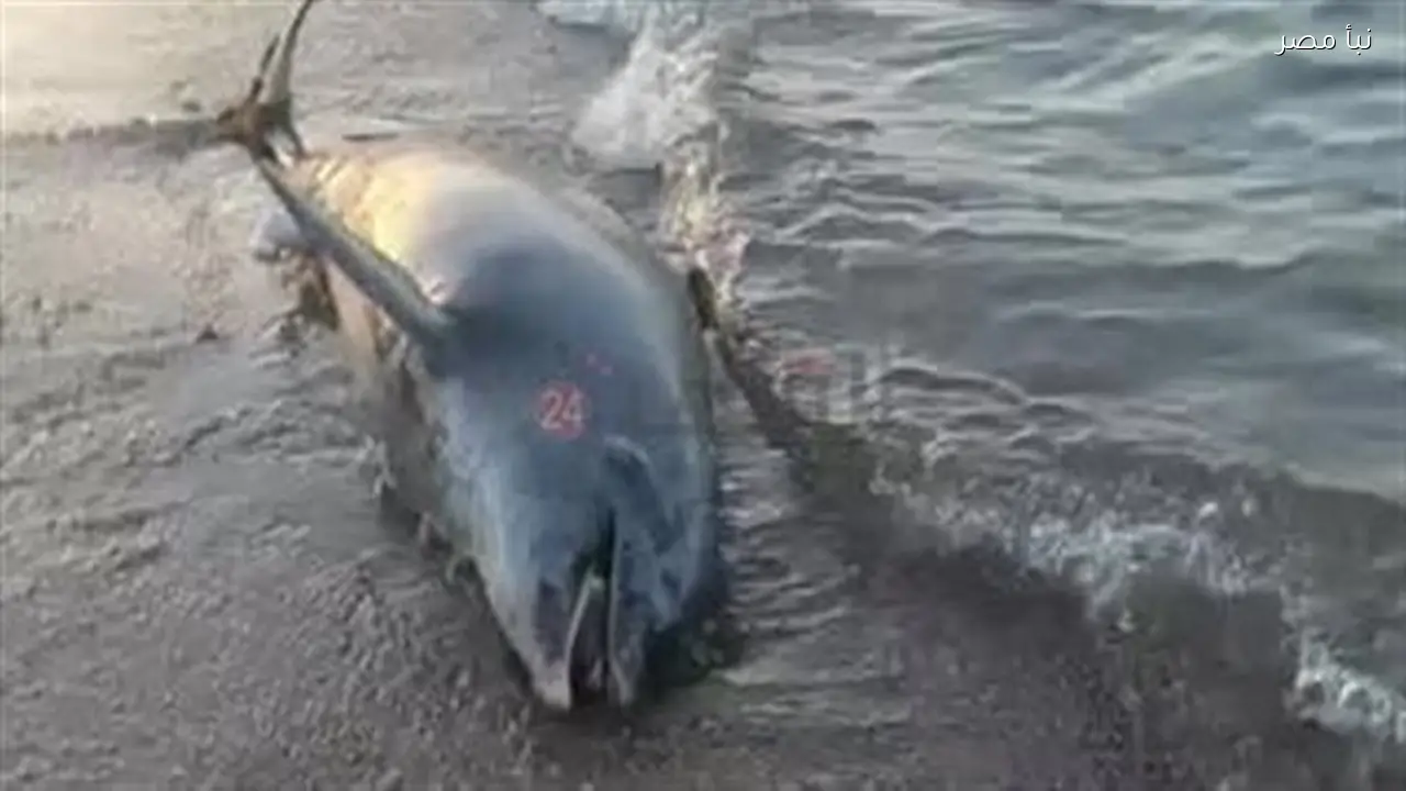 العثور على دولفين نافق على ساحل رأس غارب بالبحر الأحمر