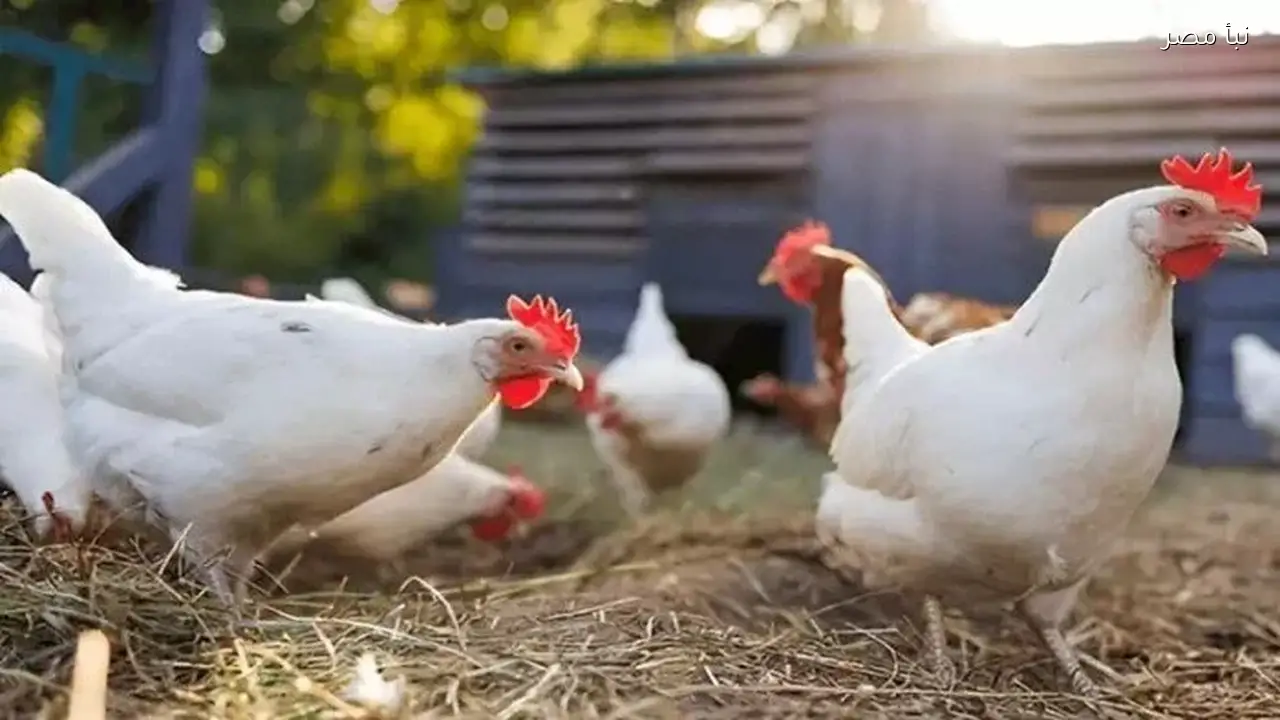 القطاع الداجني يشهد زيادة في إنتاج الدواجن والبيض خلال عام 2025