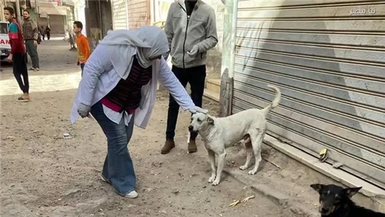انتشار الكلاب المسعورة يسبب قلقاً كبيراً بين سكان مدينة المنيا الجديدة