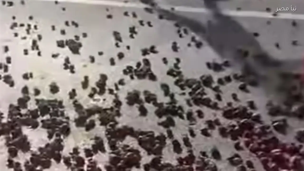 انقلاب سيارة نقل محملة بالفراولة على طريق شبرا بنها الحر في القليوبية