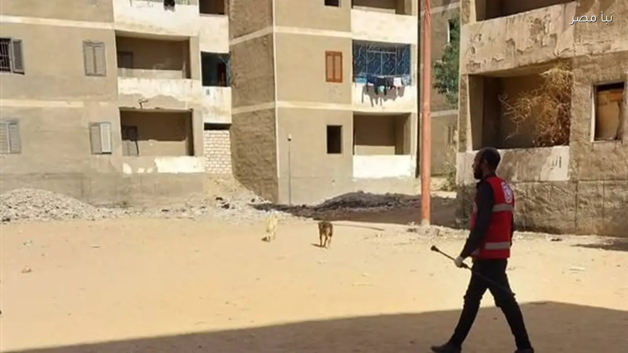 بيطري قنا يعلن عن تحصين 128 كلبًا ضالًا للحد من انتشار الأمراض المشتركة