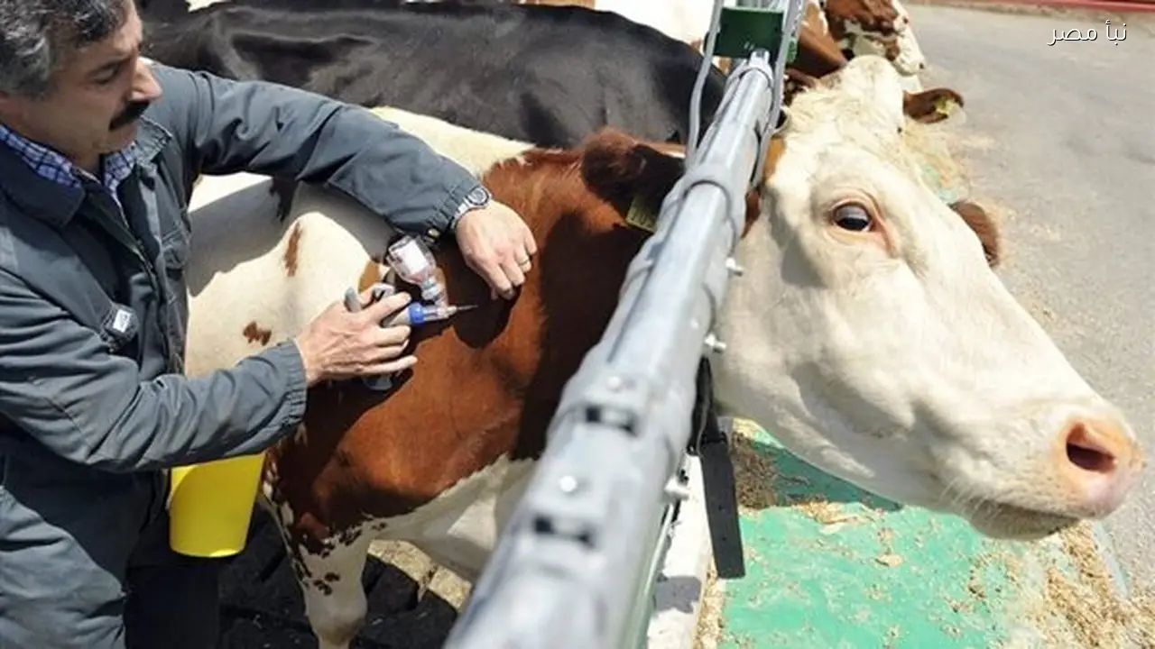 تحصين 230 ألف رأس من الماشية في حملة لمواجهة الحمى القلاعية في الغربية