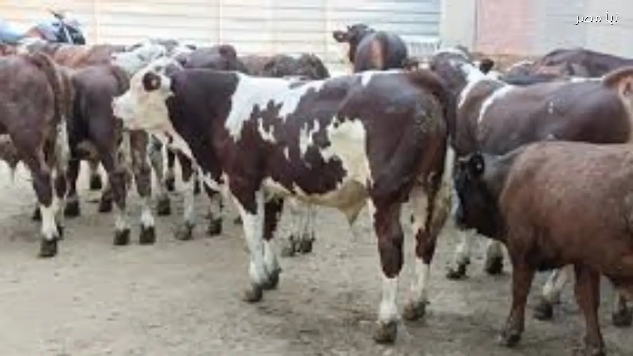 تحصين 245 ألف رأس من الماشية في الغربية ضد الحمى القلاعية