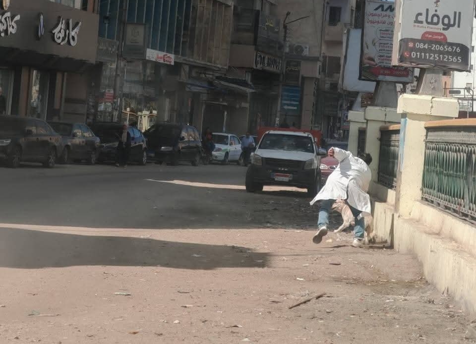 تحصين 37 كلبًا حرًا ببندر الفيوم ضمن جهود مديرية الطب البيطري