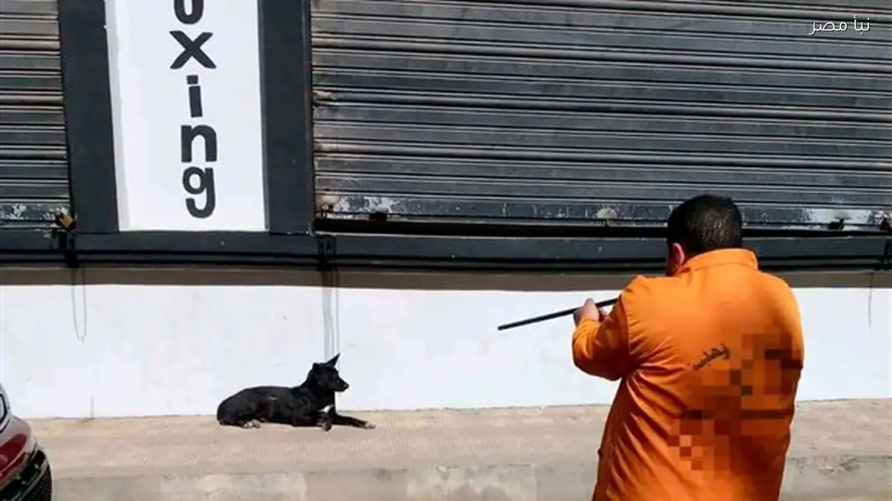 تحصين 590 كلبًا ضد السعار في حملة موسعة بالدقهلية لتعزيز الصحة العامة