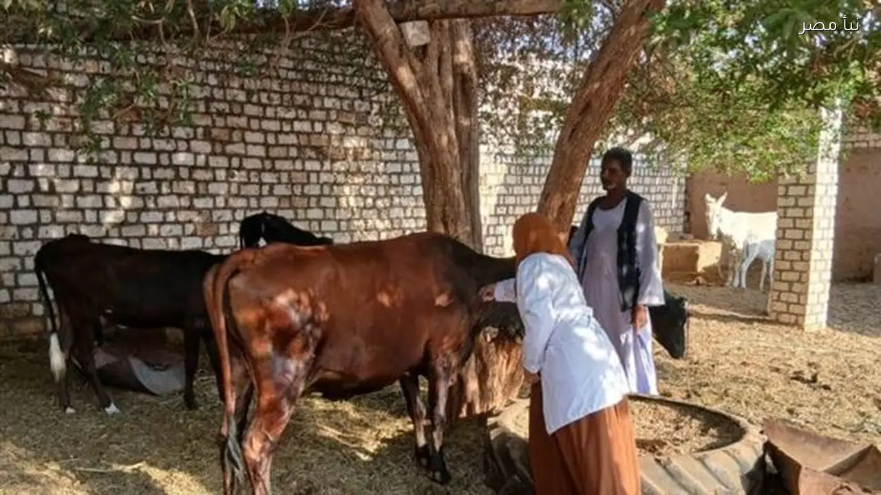 تحصين 62 ألف طائر وحيوان و200 كلب ضد الأمراض الوبائية في أسوان