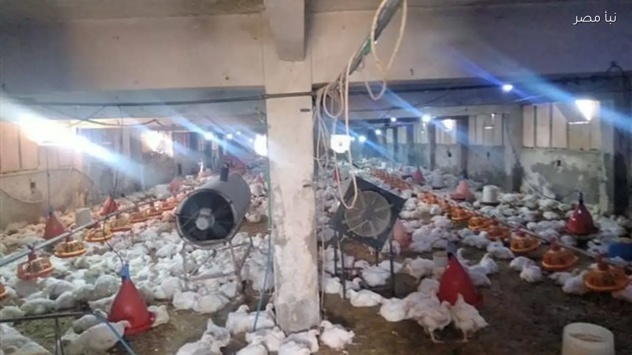 تحصين أكثر من 185 ألف طائر بلقاحات الدواجن ضد الأمراض الوبائية في فبراير