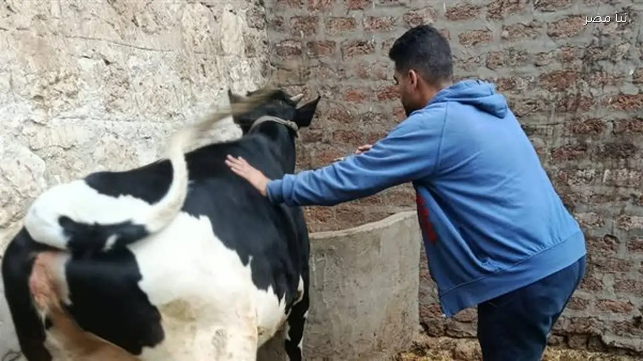 تحصين ثلاثين ألف رأس من الماشية ضد الحمى القلاعية في محافظة أسيوط