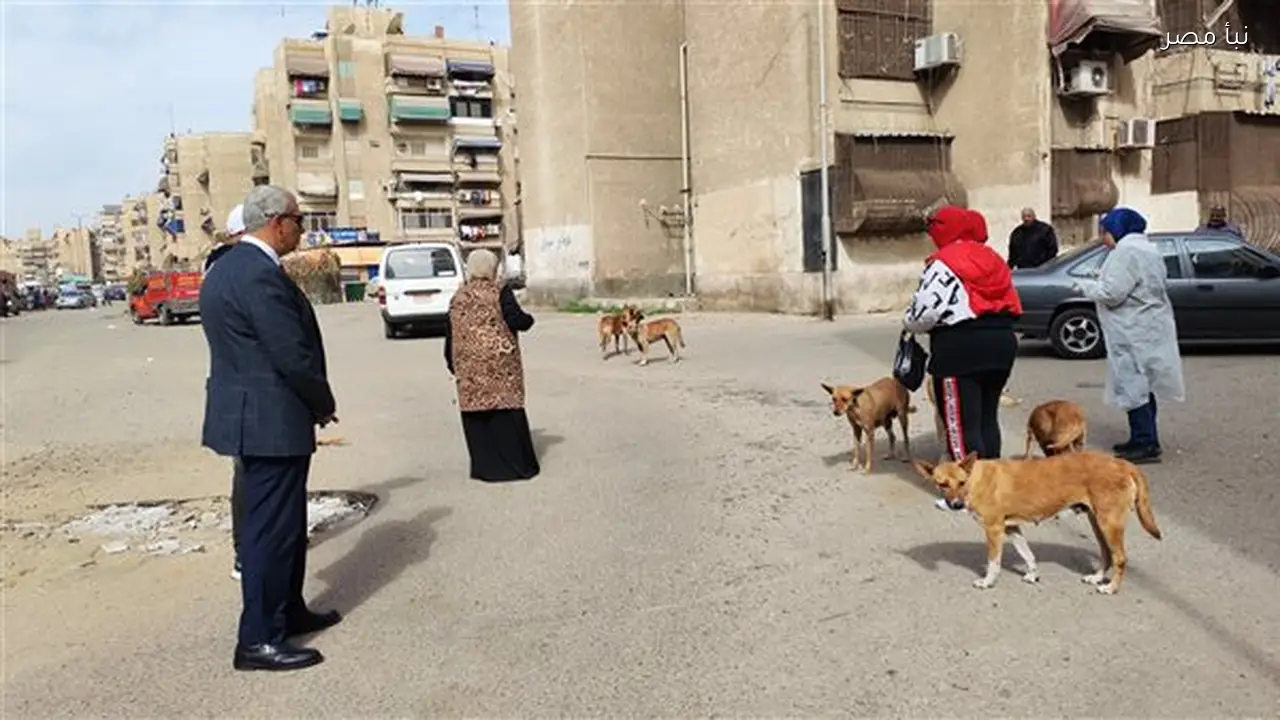 تحصين كلاب الشوارع في حي الزهور ببورسعيد استجابة لشكاوى المواطنين