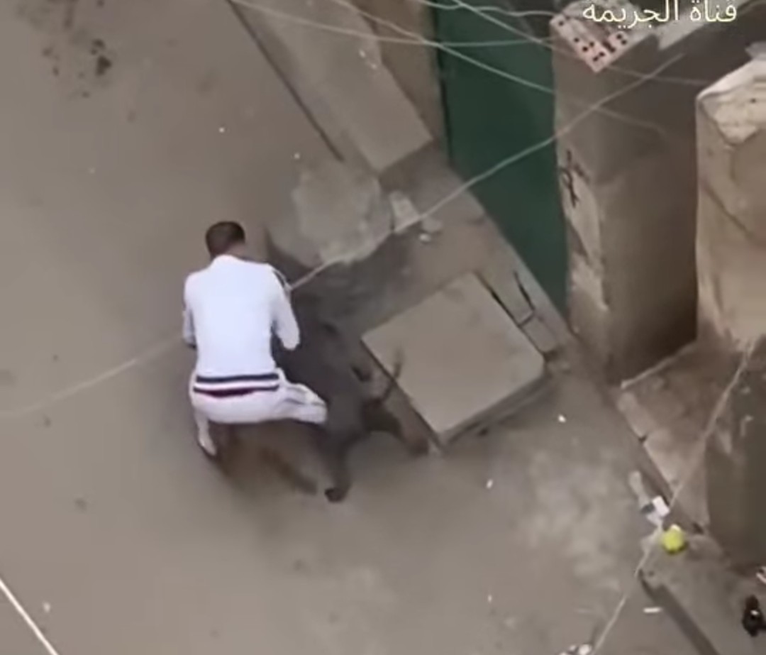 اعتداء كلبين على قطة