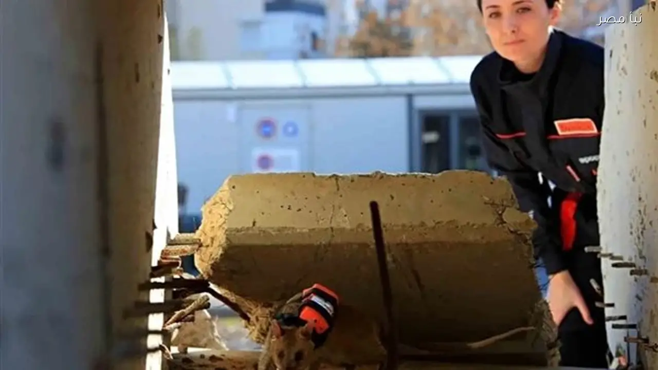 تركيا تطلق مشروعًا لتدريب فئران للمشاركة في عمليات البحث والإنقاذ