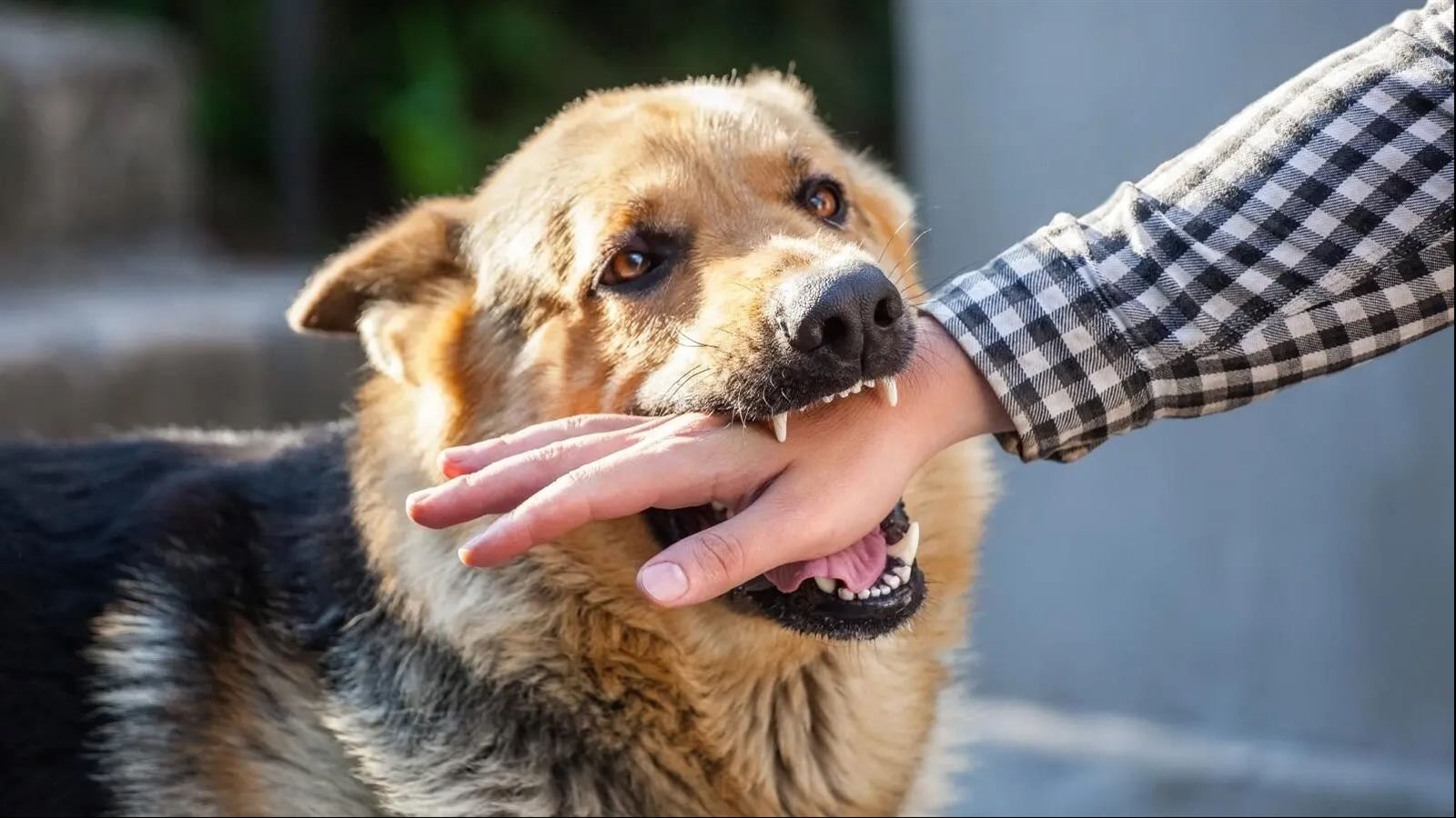 تفسير رؤية الكلب المسعور في المنام للحامل