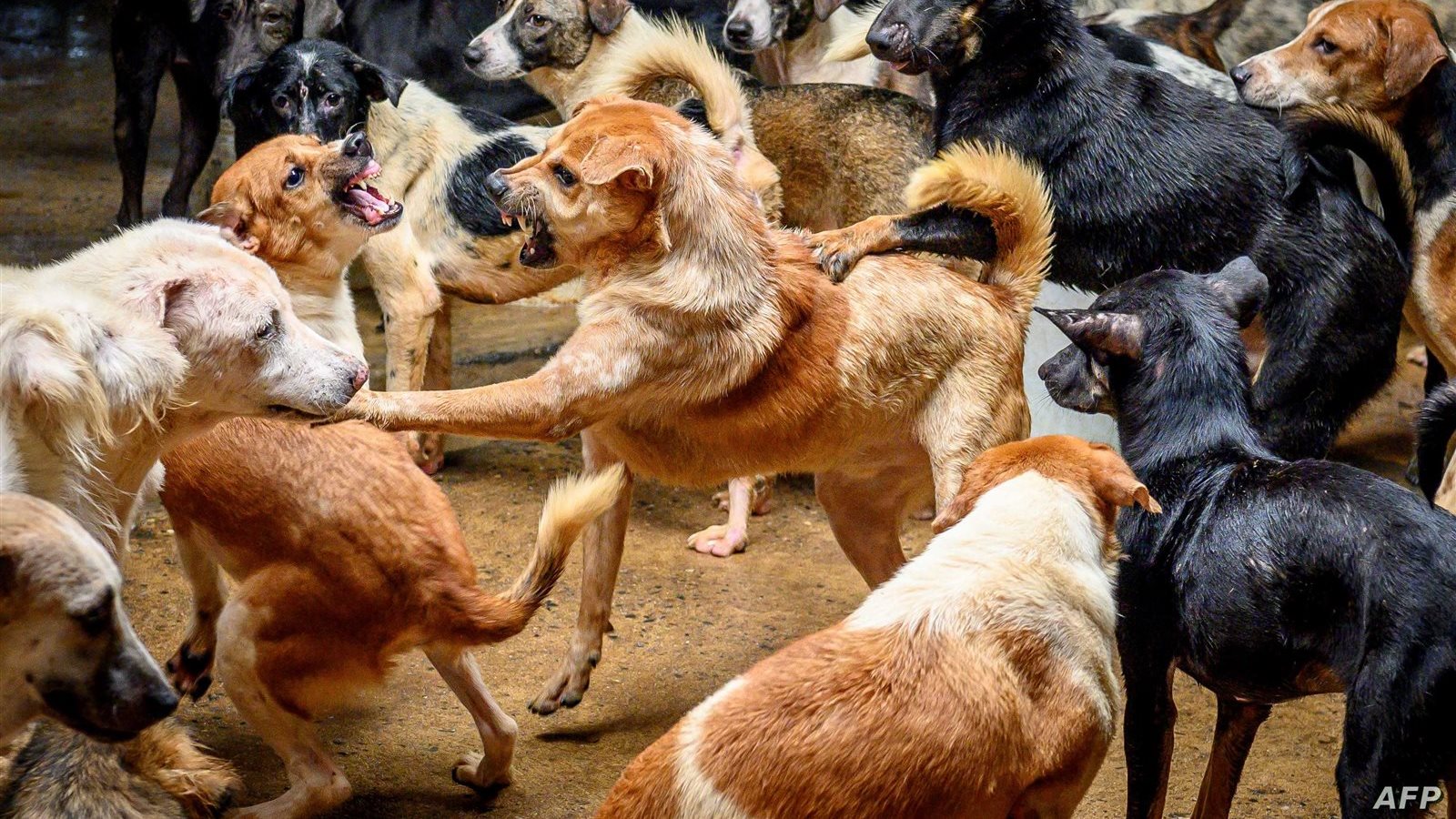 تفسير رؤية الكلب المسعور في المنام