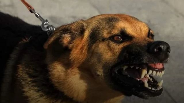 تفسير رؤية الكلب المسعور في المنام للرجل