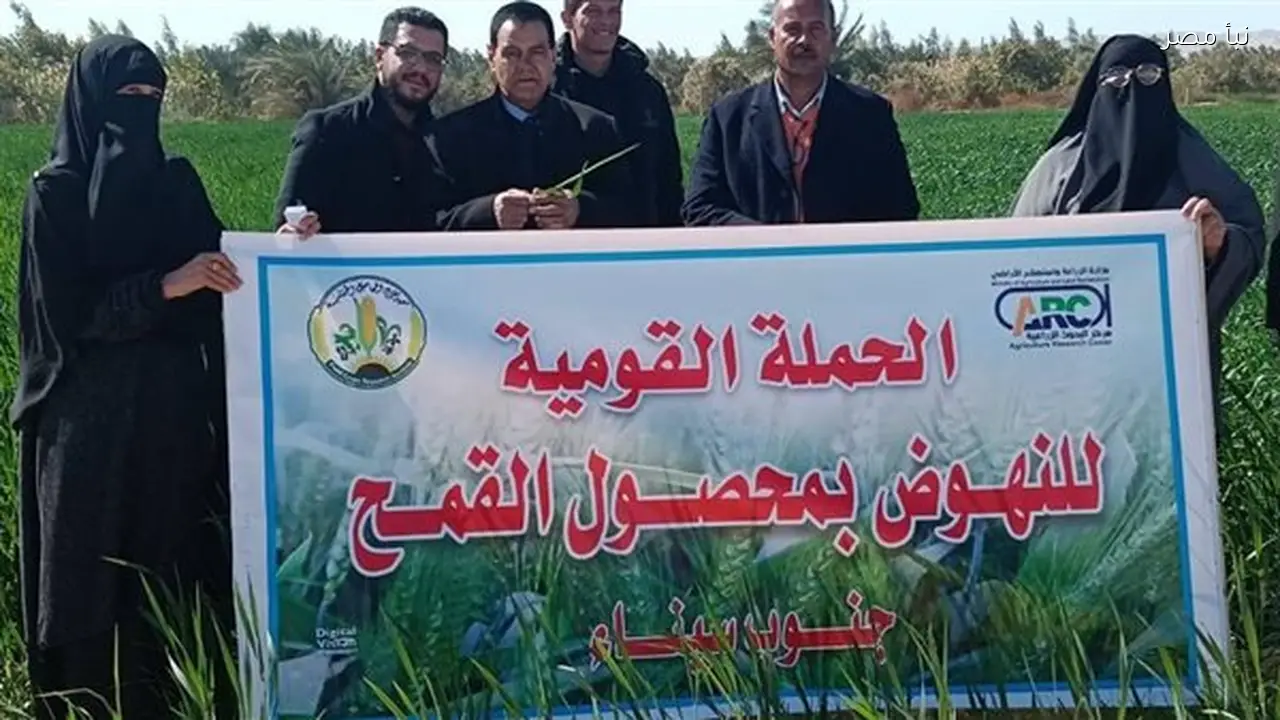 تقييم أصناف القمح المتحملة للملوحة في جنوب سيناء بحضور وفد بحثي من وزارة الزراعة