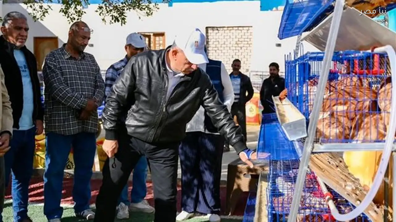 توزيع بطاريات دواجن ومشروعات تربية النعام لتعزيز الأمن الغذائي في الفرافرة