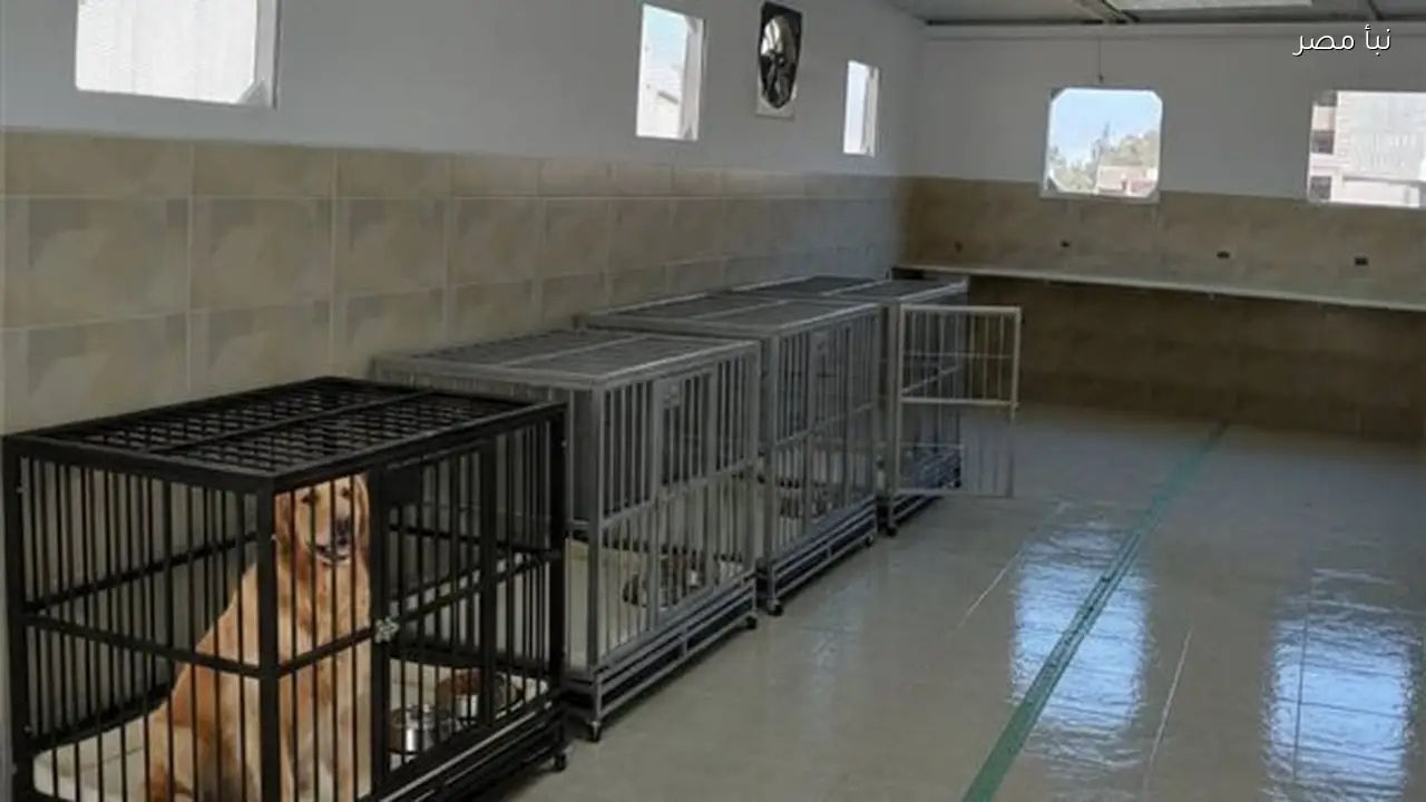 جامعة الإسكندرية تفتتح عيادات بيطرية لتقديم الرعاية والعلاج للحيوانات