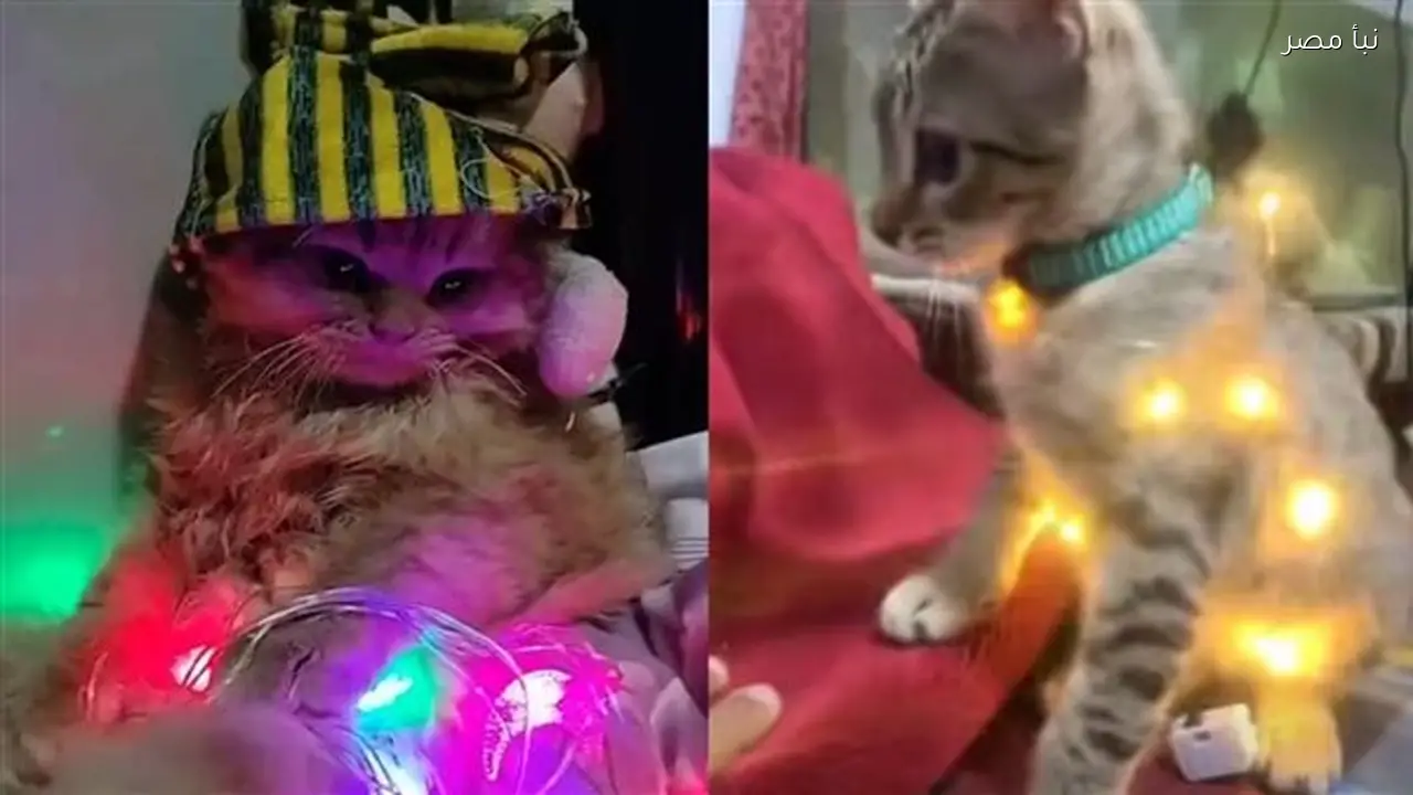 جدل واسع حول ترند القطط الملفوفة بسلك النور وتأثيره على حقوق الحيوان في رمضان