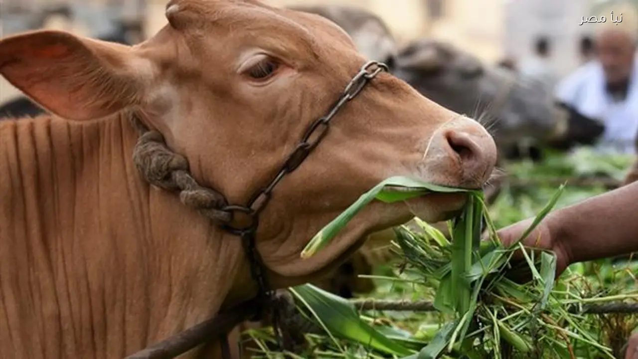 جنوب إفريقيا تواجه ارتفاعًا في الخسائر نتيجة انتشار مرض الحمى القلاعية