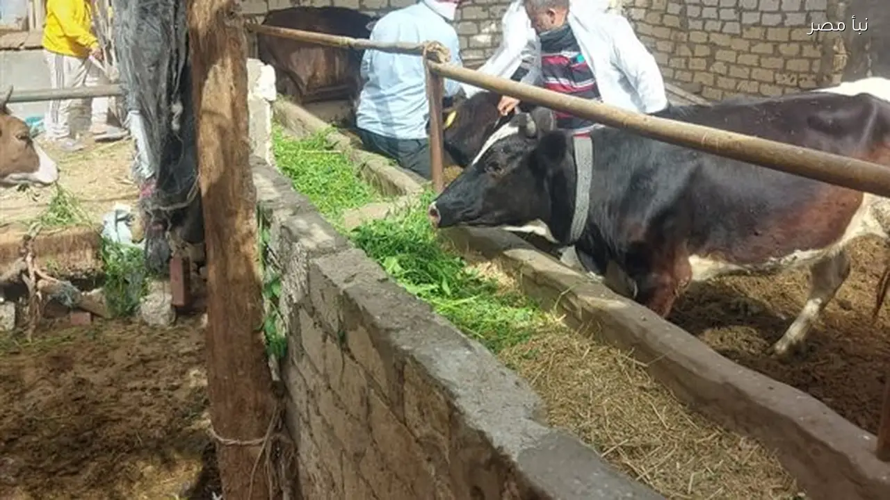 حملة التحصين ضد الحمى القلاعية والوادي مستمرة في محافظة الإسماعيلية