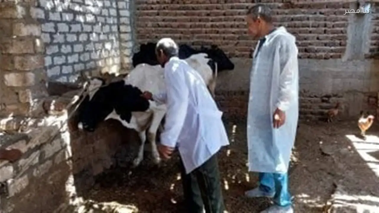 حملة تحصين مستمرة في الغربية تحافظ على سلامة 245 ألف رأس من الماشية