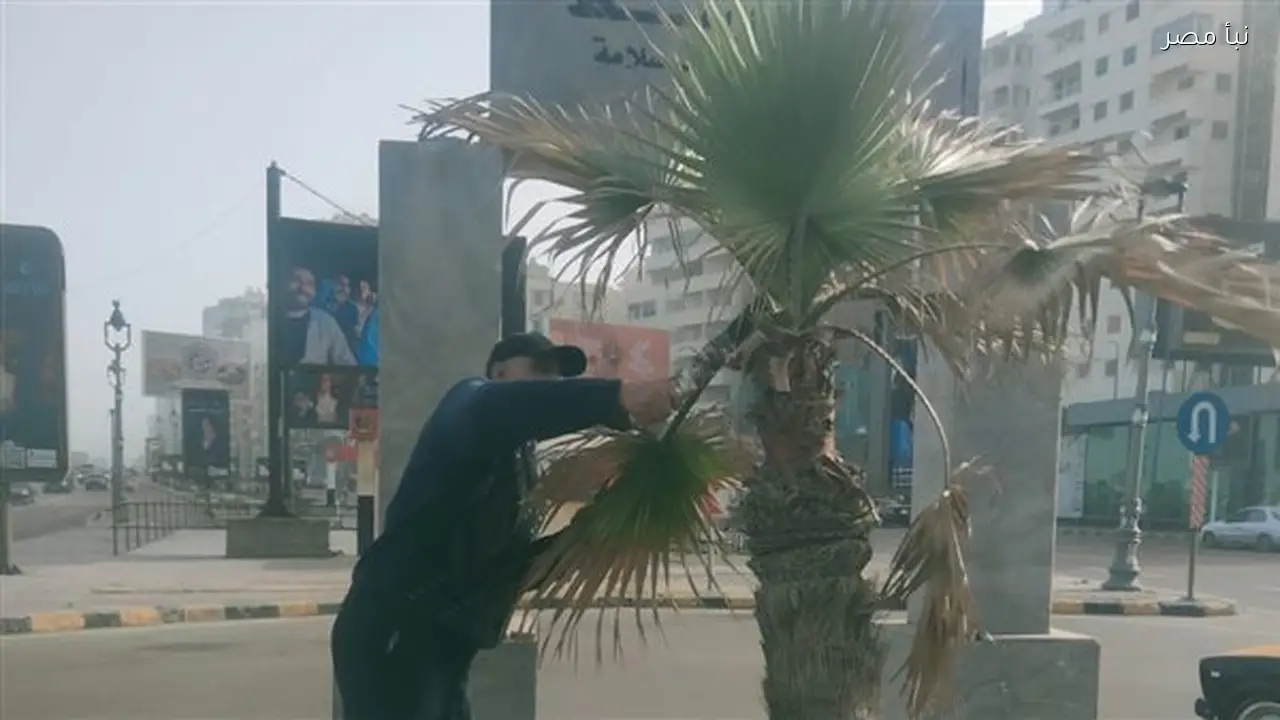 حي وسط بالإسكندرية يعزز جهوده لرفع كفاءة المسطحات الخضراء