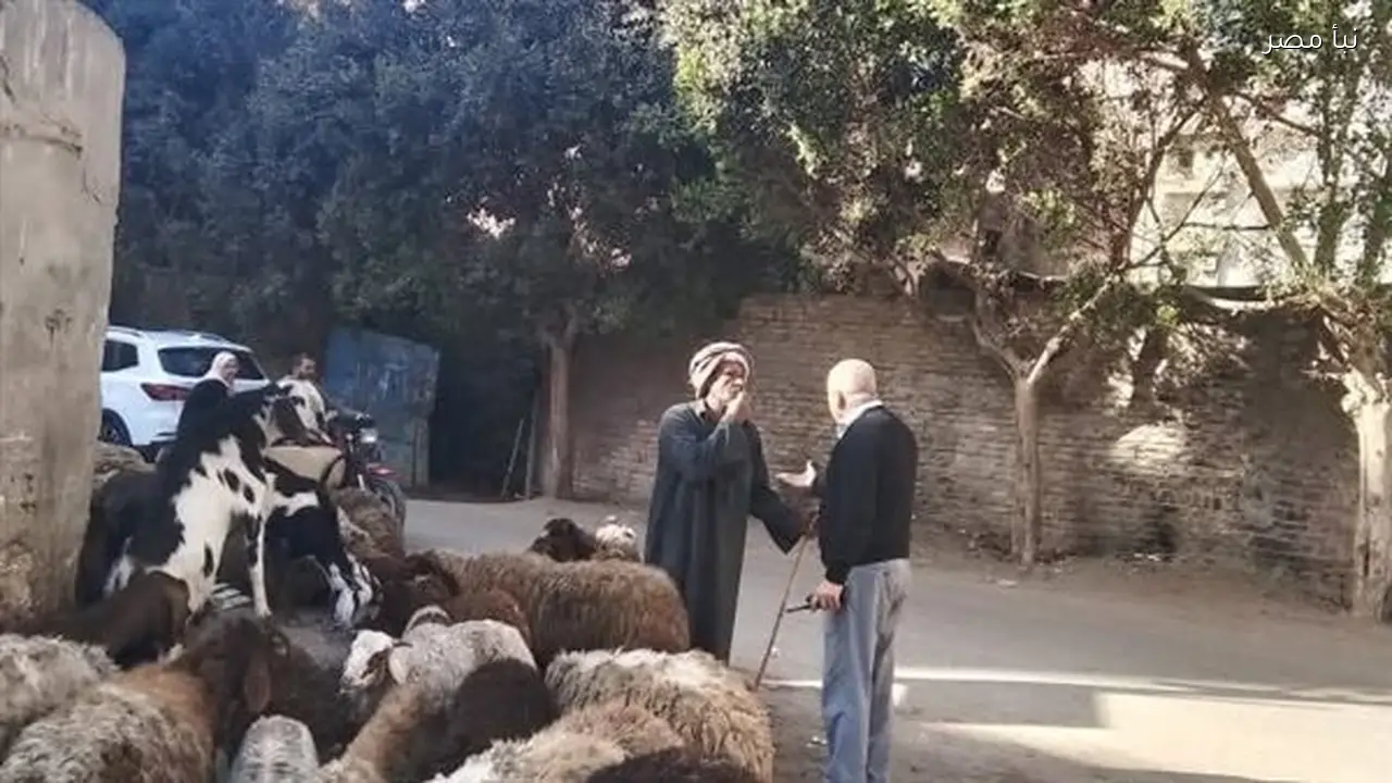 رئيس مدينة طوخ يحارب ظاهرة رعي الأغنام على القمامة لمخالفتها قانون البيئة