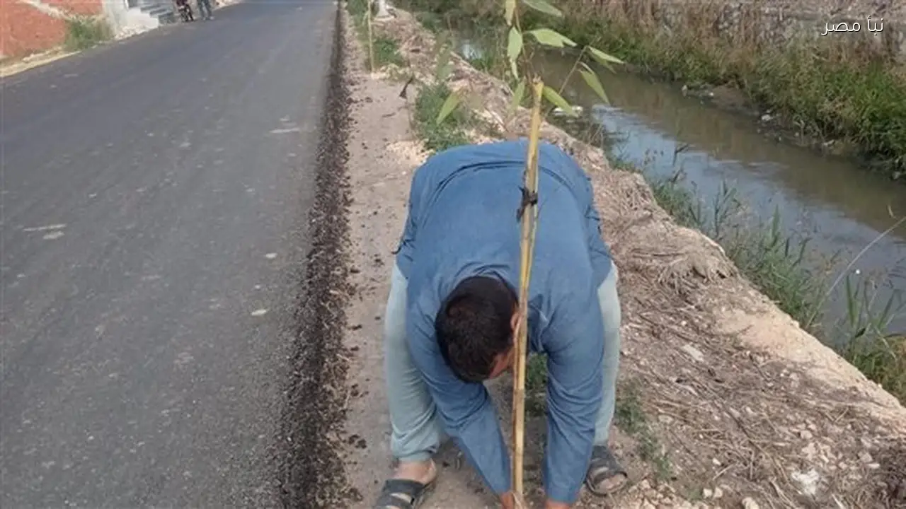 زراعة عشرة آلاف شجرة في البحيرة ضمن المرحلة الرابعة من مبادرة مائة مليون شجرة
