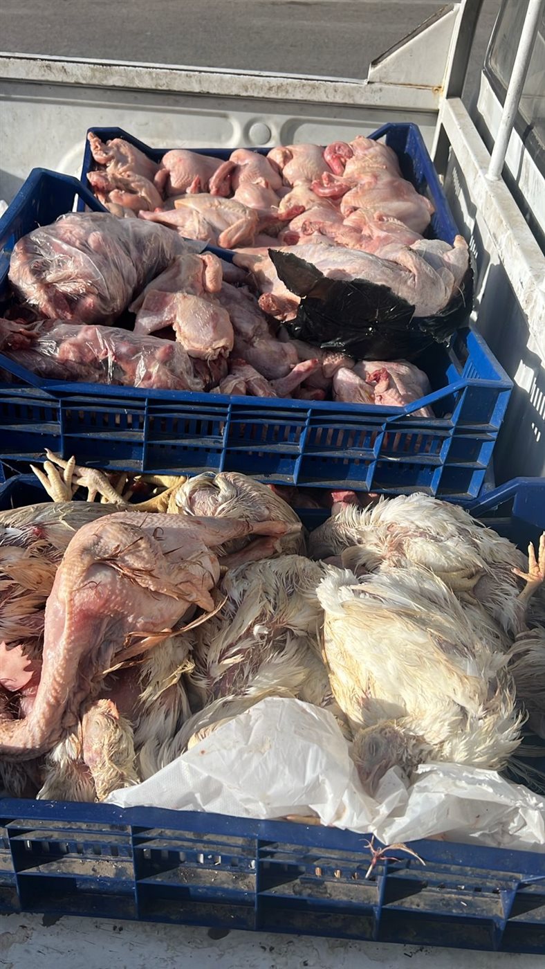 مصنعات ومقطعات اللحوم وهياكل الدواجن الفاسدة