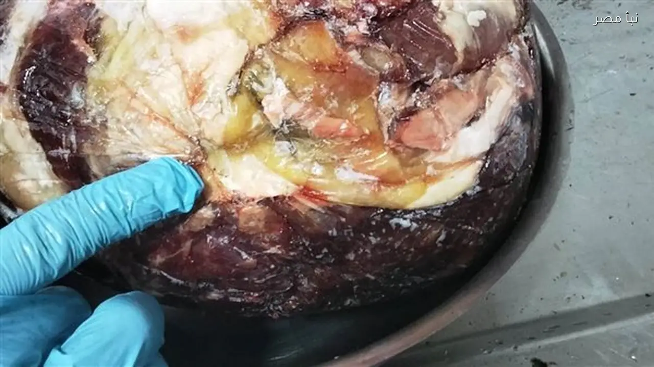 ضبط 314 كيلو من اللحوم والدواجن غير الصالحة للاستهلاك الآدمي في أسوان قبل رمضان