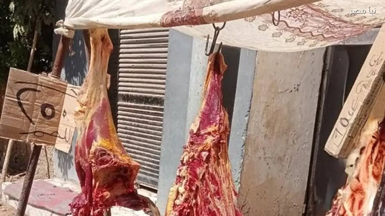 ضبط 97 كيلو من اللحوم المصابة بمرض الصفراء في كلية الطب البيطري بالأقصر