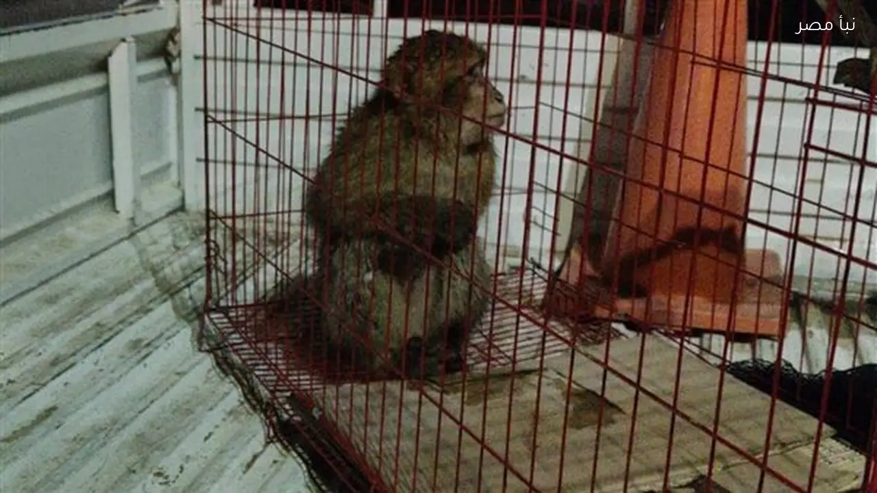 ضبط قرد مهدد بالانقراض بعد هروبه وتسلقه نخلة في بورتوفيق بالسويس
