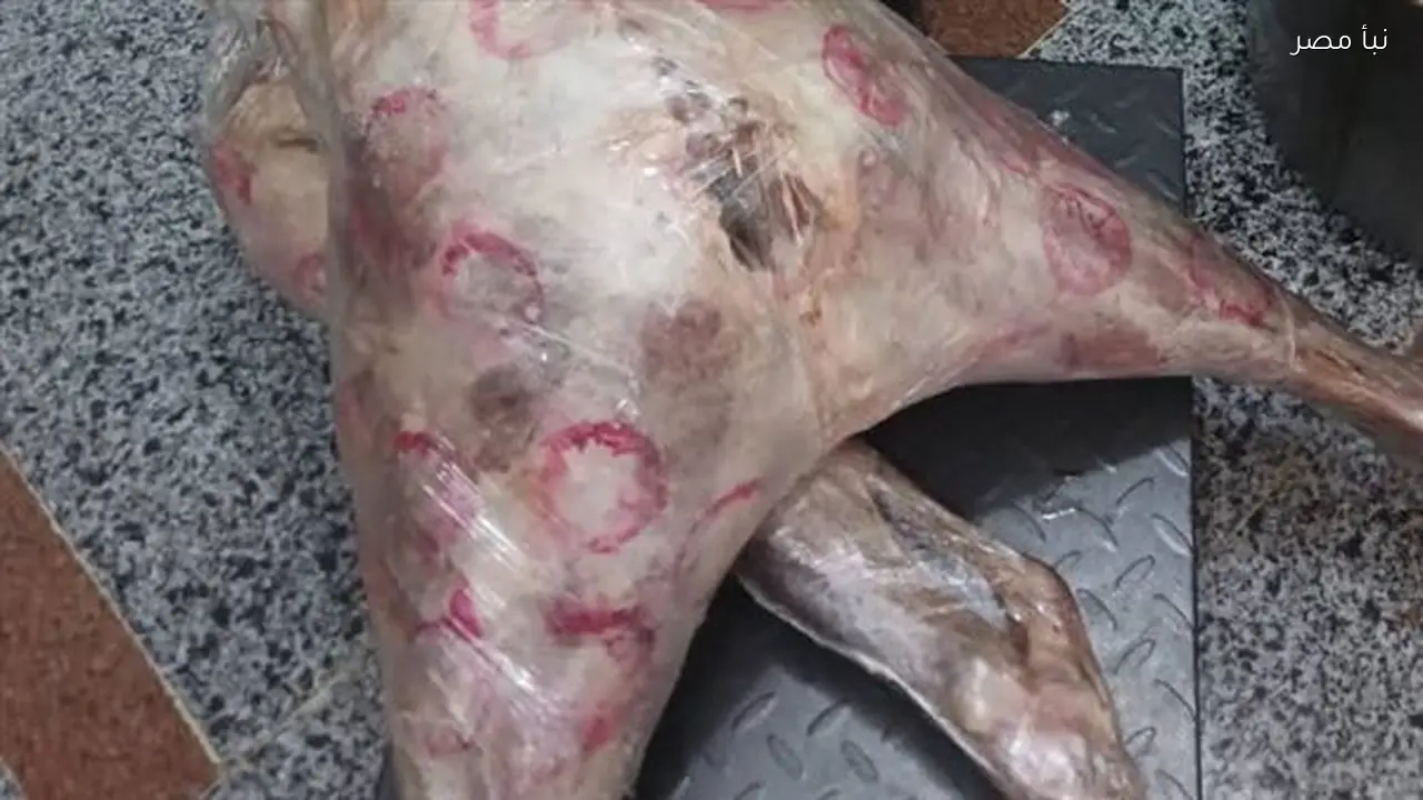 ضبط كميات من اللحوم والأسماك خلال حملة للطب البيطري في جنوب سيناء