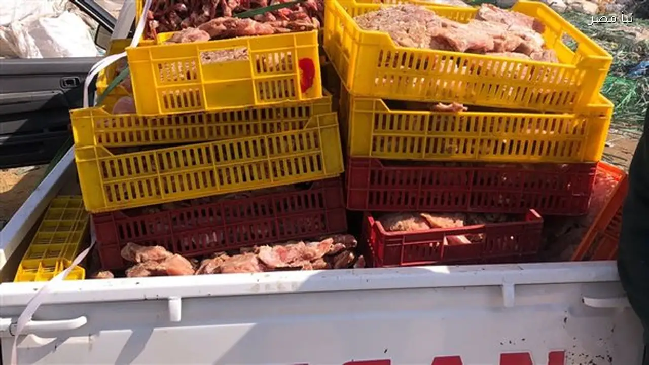 ضبط مئة مخالفة وحجز خمسمائة وثلاثين كيلو من الدواجن الفاسدة قبل طرحها في الأسواق بالفيوم