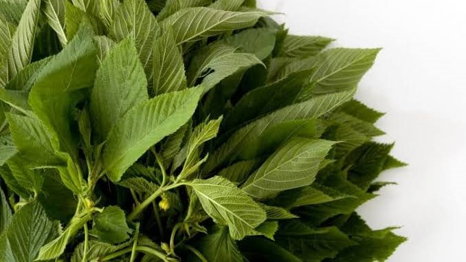 خطوات تحضير الملوخية الخضراء